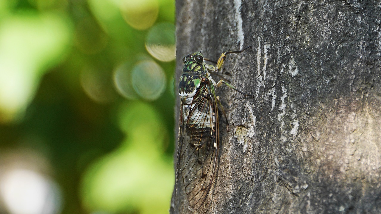 Zombie Cicadas: Fungus Turns Insects to Death Shakers