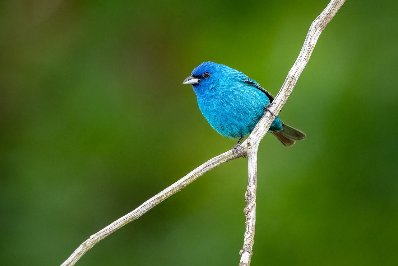 Rare Blue Rock-Thrush Spotted in Oregon by Photographer